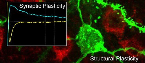 Cholinergic Regulation of Plasticity