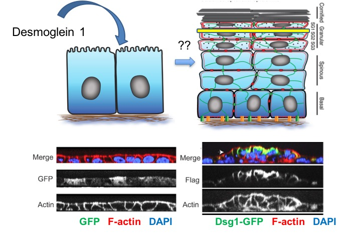 . Introducing Desmoglein 1 into simple epithelial MDCK cells promotes formation of a second layer