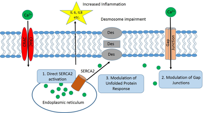 Points of possible intervention in Dariers Disease.
