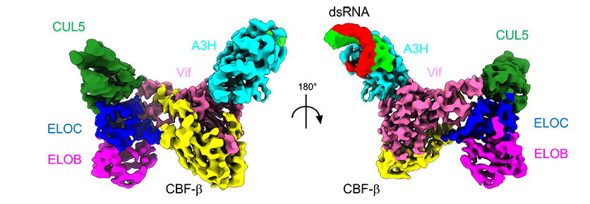 Colorful 3D model of a protein complex with multiple connected subunits.