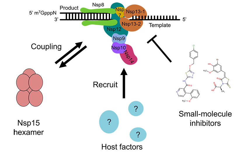 Diagram illustrating extended coronavirus replication