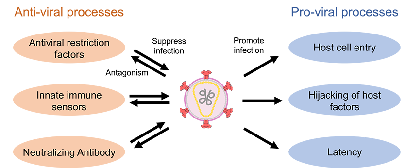 Diagram showing anti-viral defenses and pro-viral mechanisms balancing during viral infection
