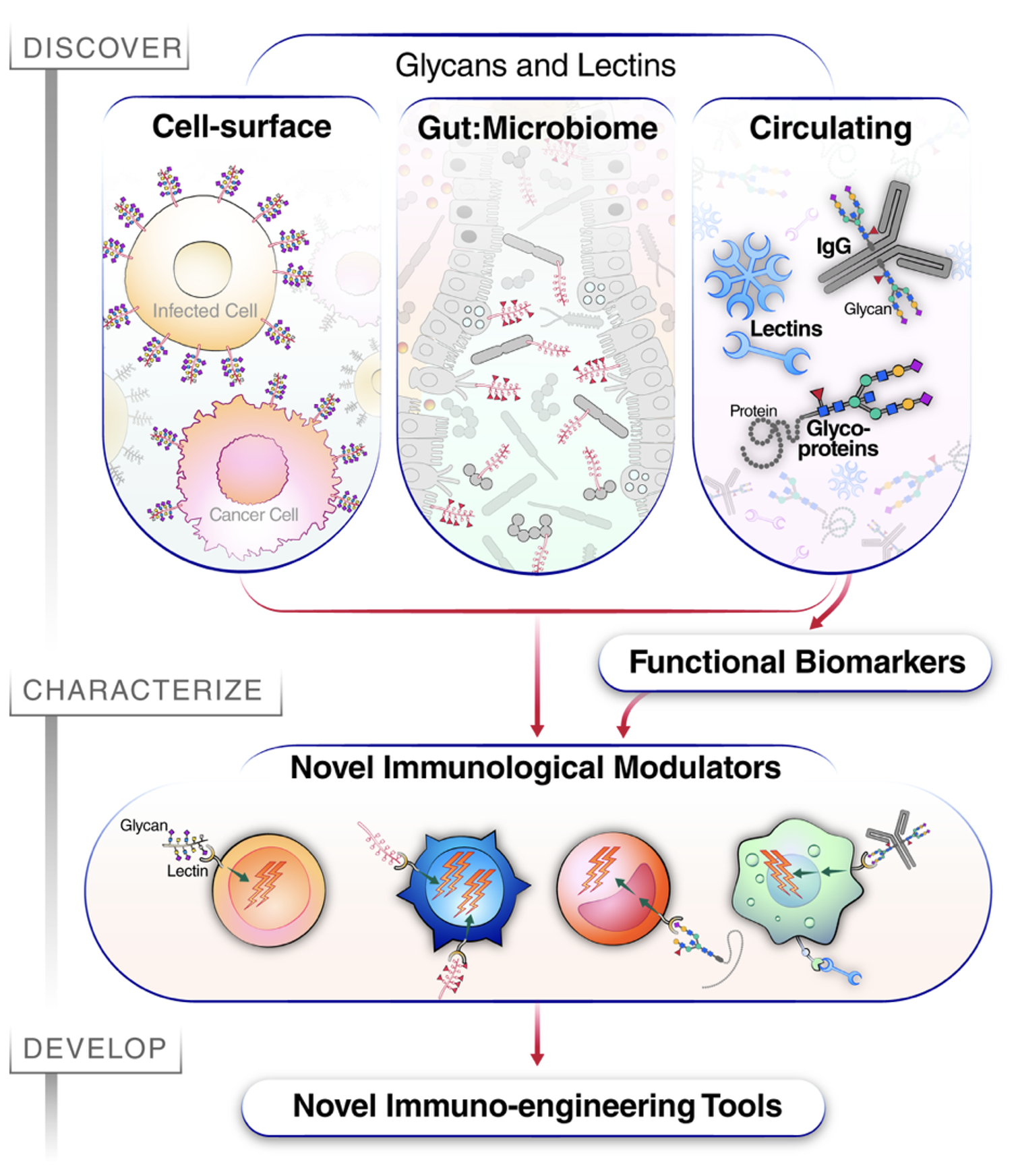 Flowchart showing the discovery, characterization, and development of immunological tools using glycans and lectins.