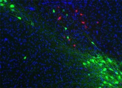 Inersecinal geneic labeling f dpamine nerns