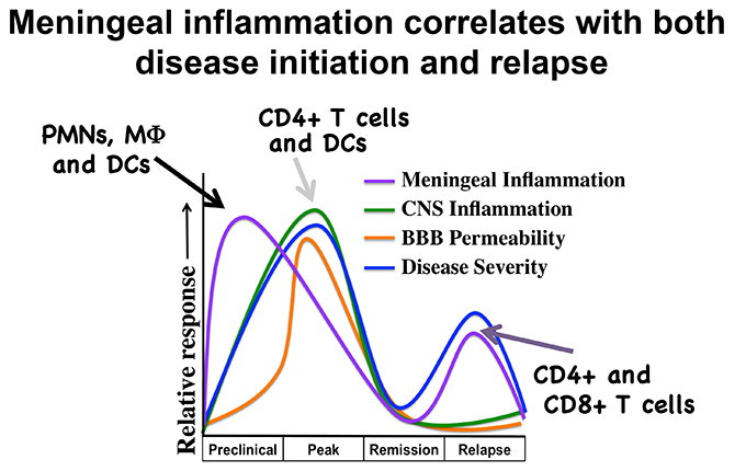 Meningeal Immune Responses: Melissa Brown Lab: Feinberg School of ...