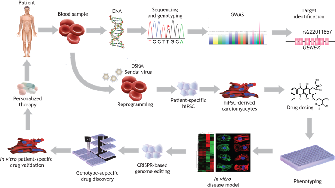 Research: Paul Burridge Lab: Feinberg School of Medicine: Northwestern ...