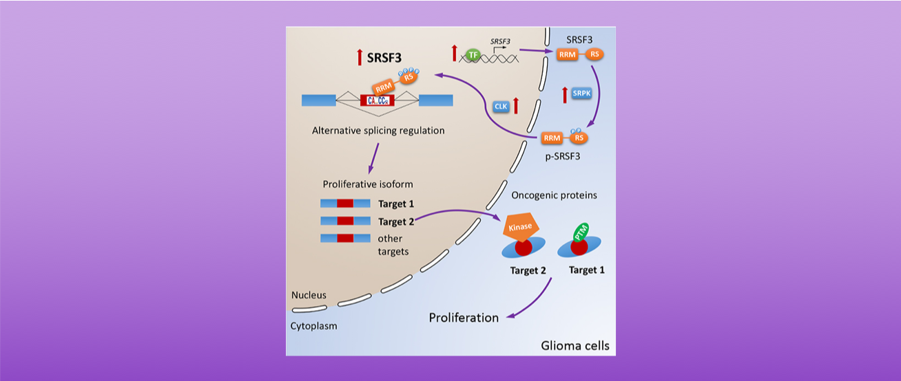 RNA Splicing Regulation