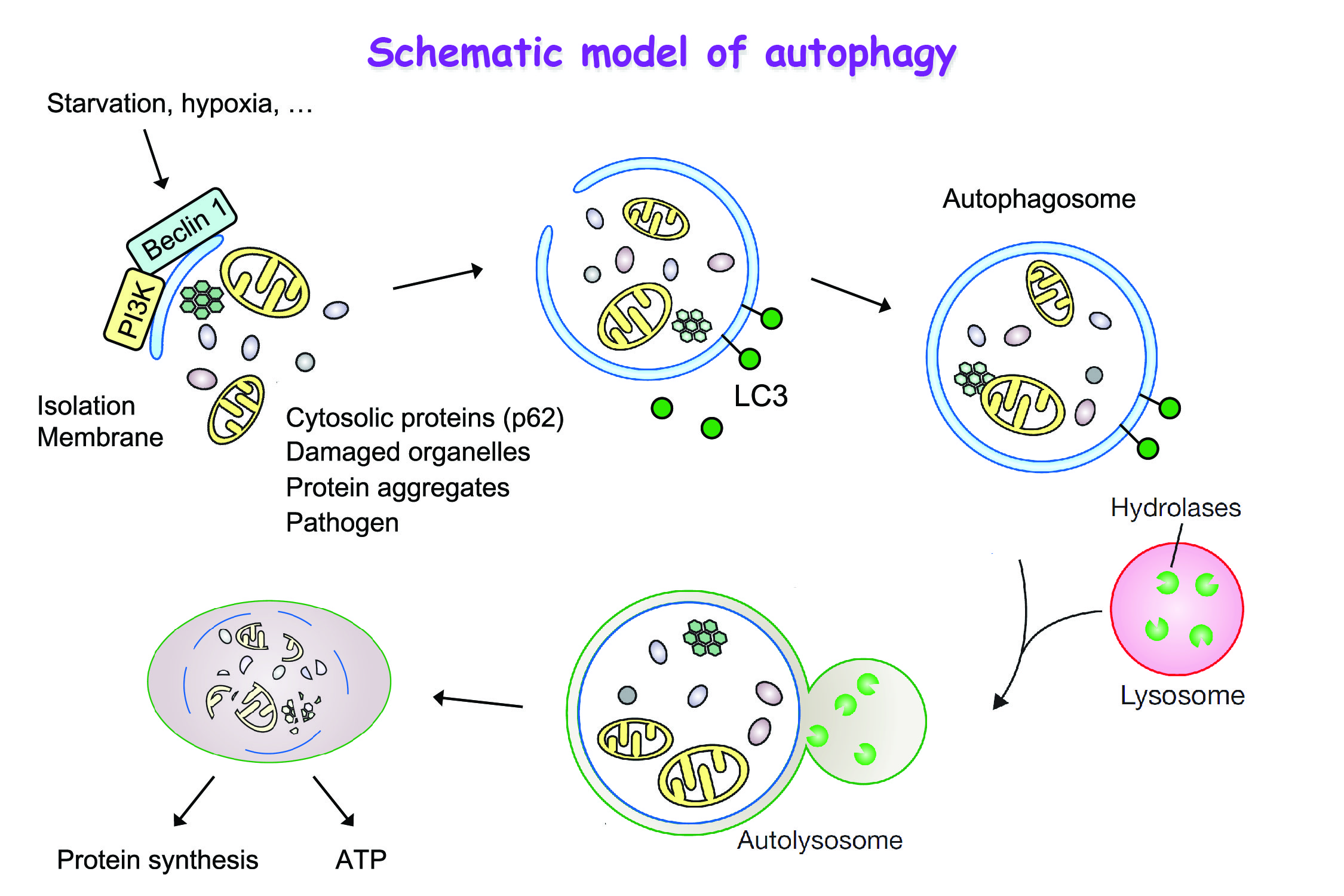 Metabolites  Announcements