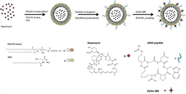 Schematic of the bioengineered TRaM nanoparticles