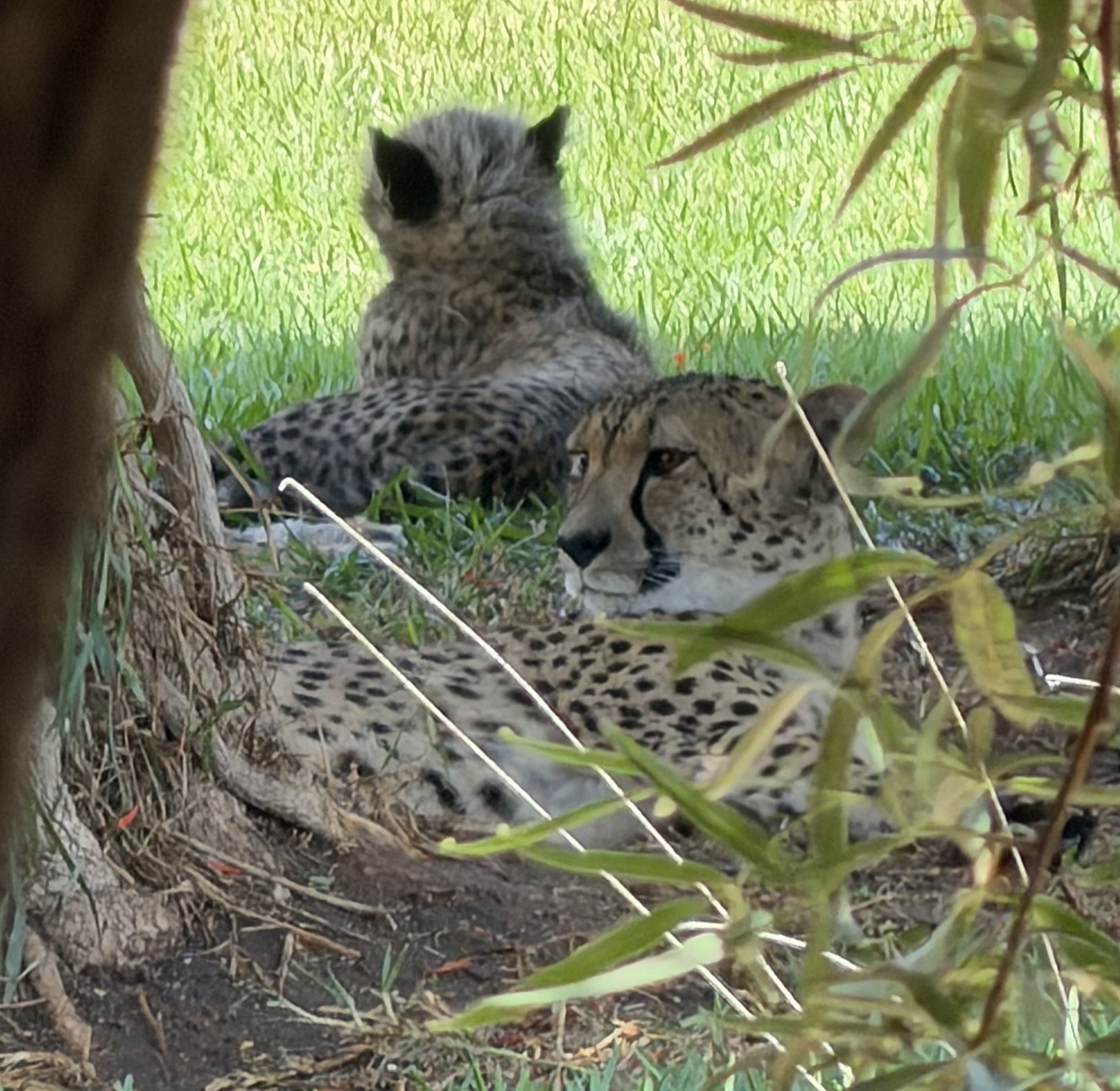 Cheetahs