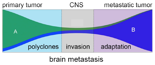image of adaptive evolution of brain metastasis; primary tumor to CNS to metastatic tumor; from polyclones to invasion to adaptation