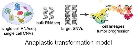 image of an intratumor transformation model; single cell RNAseq and single cell CNVs; bulk RNAseq with target SNVs to cell lineages tumor progression