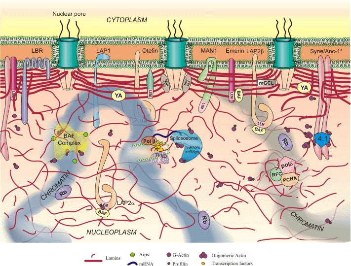 nuclear lamina progeria