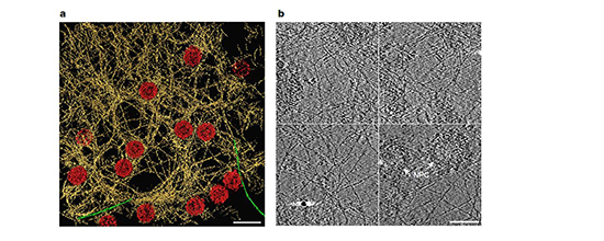 Architecture of the filamentous meshwork of the lamina of the mammalian cell nucleus. a, Rendered view of a representative 70 nm thick tomogram slice illustrates the putative lamin filaments (yellow), NPCs (red) and occasionally observed cytoplasmic actin filaments (green) on top of the nucleus (n = 55). Scale bar, 200 nm. b, Tomogram slices, 2 nm thick, from different regions of the nuclear lamina. Scale bar, 100 nm.