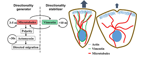 Vimentin IF template microtubules