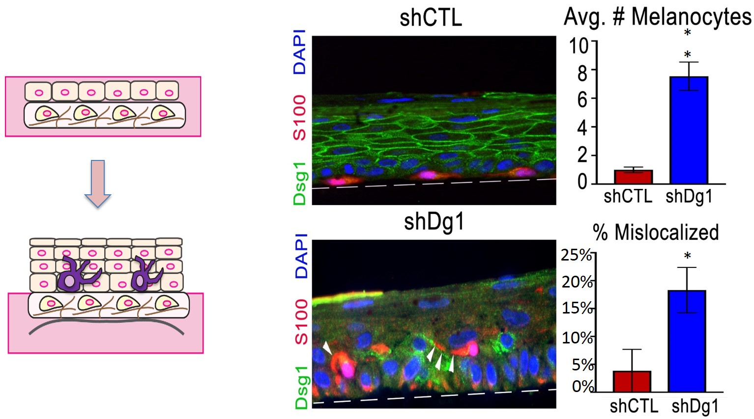 Altered MC behavior in 3D co-culture with Dsg1 KD KCs