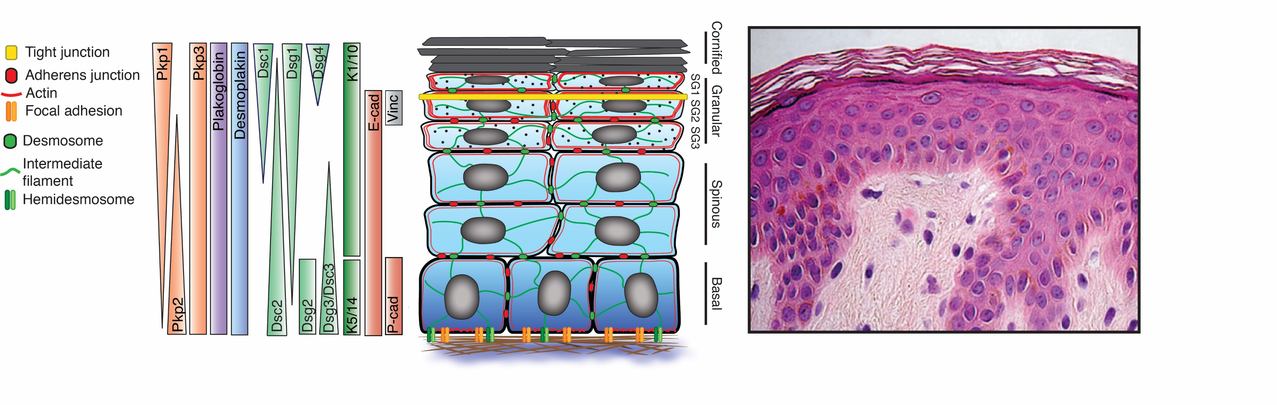 tight junctions desmosomes gap junctions