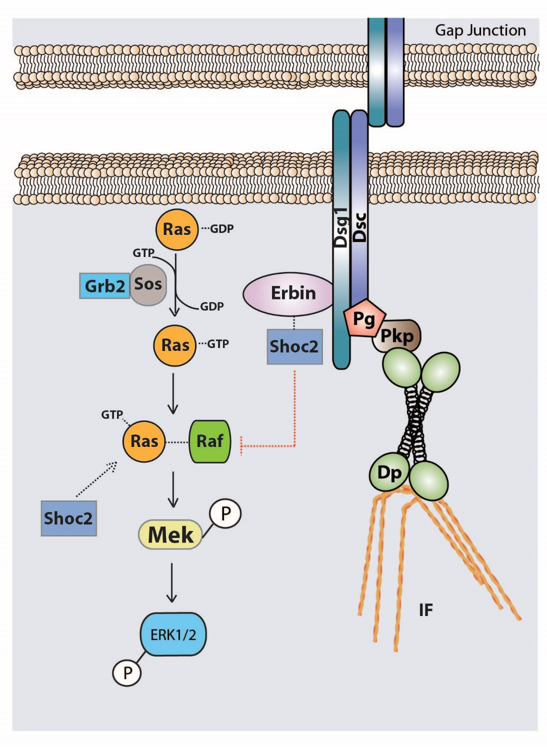 desgmoglein-1-inhibits-mapk-signaling