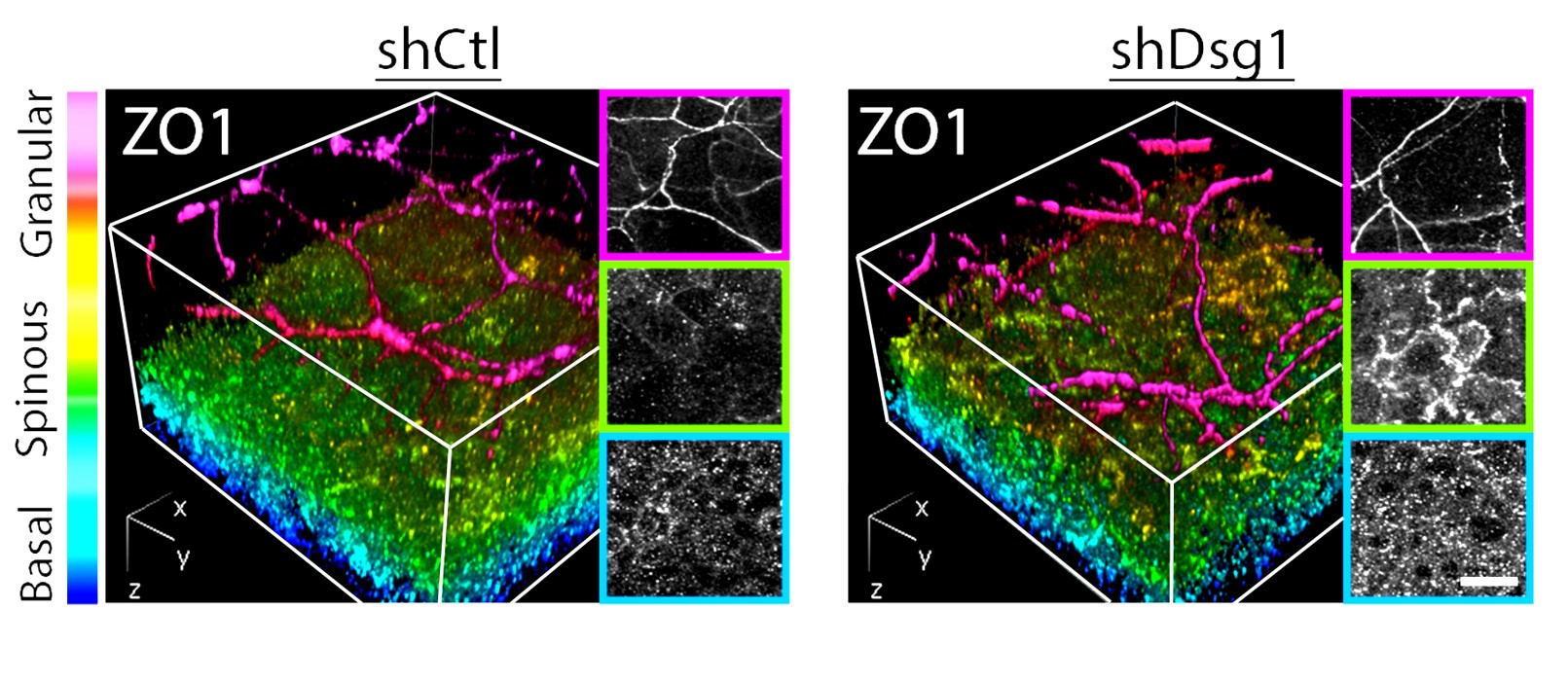 Desmoglein 1 regulates distribution of Z0-1 marking Tight Junctions in human 3D reconstituted epidermal whole moutns