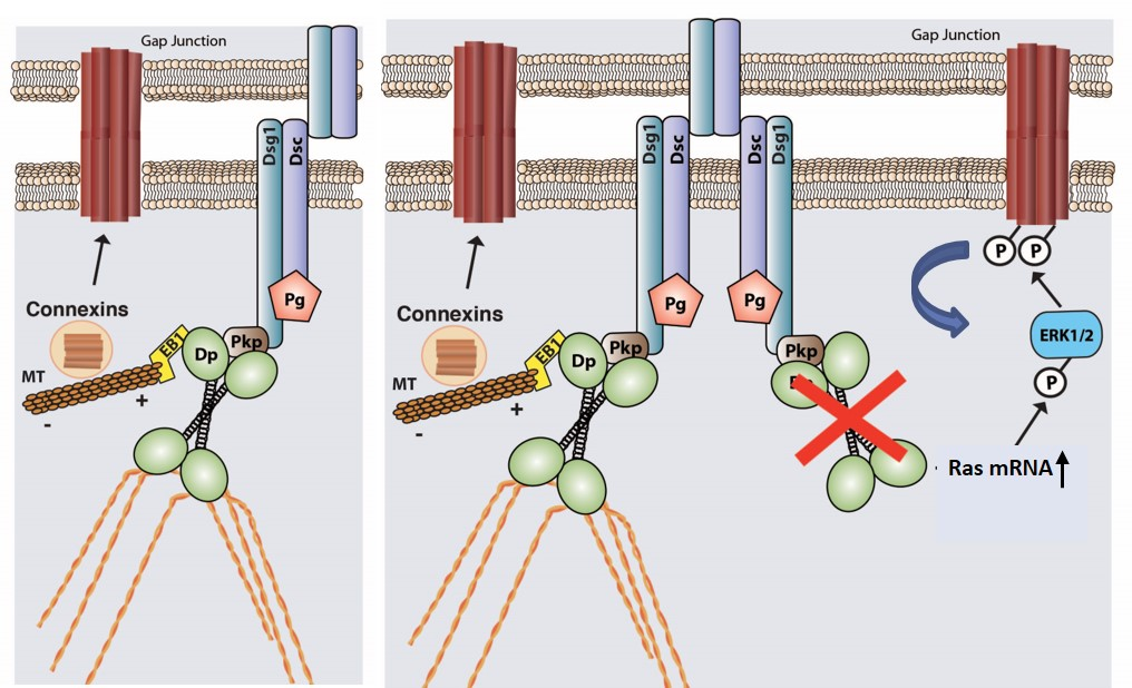 desmoplakin-regulates-connexin