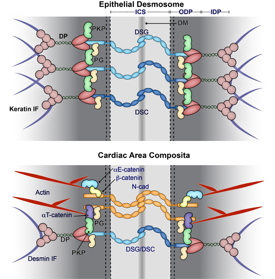 Why Study Cell-Cell Interactions?: Kathleen Green Lab: Feinberg School