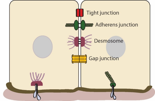 Intercellular-junctoons