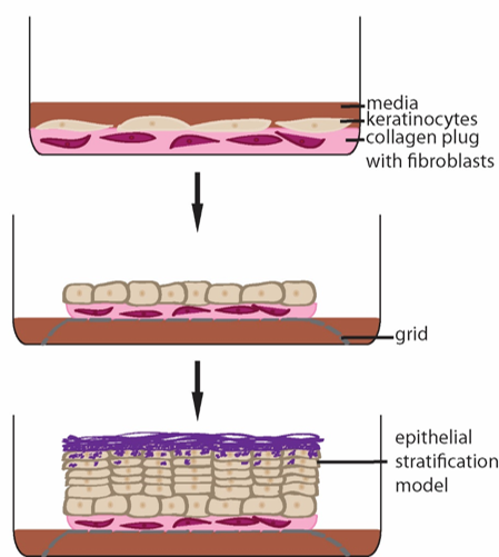 Reconstitution of Human Epidermis