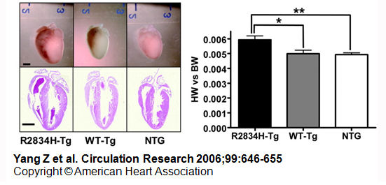 transgene expressing human desmopakin mutation