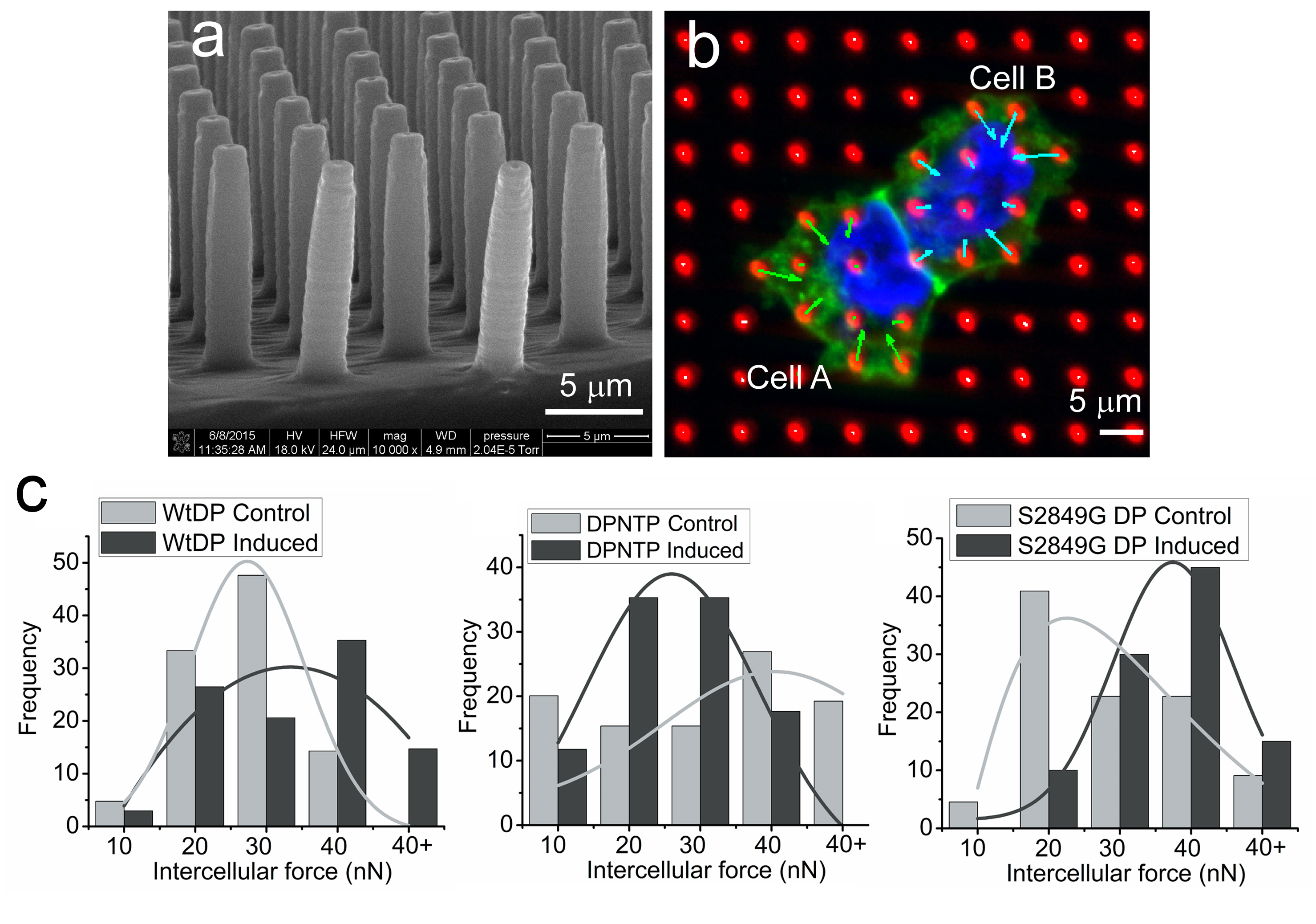 Using micropost arrays reveals that the desmosome/intermediate filament linkage regulates cell–cell adhesion forces