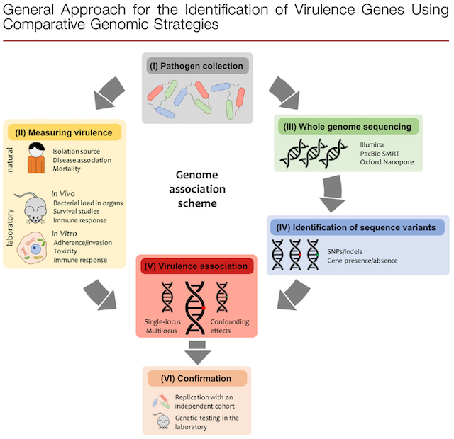 Comparative Genomics