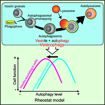Autophagy Differentially Regulates Insulin Production and Insulin Sensitivity