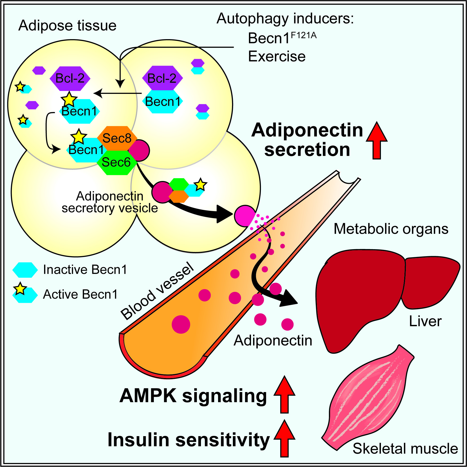 The autophagy protein Becn1 improves insulin sensitivity by promoting adiponectin secretion via exocyst binding