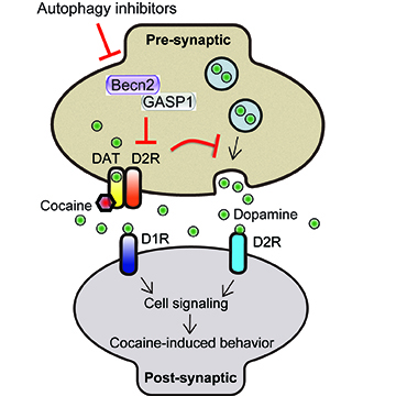 Autophagy in neuroinflammation and neurodegeneration