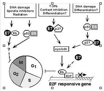 viral oncoprotein e6 and e7