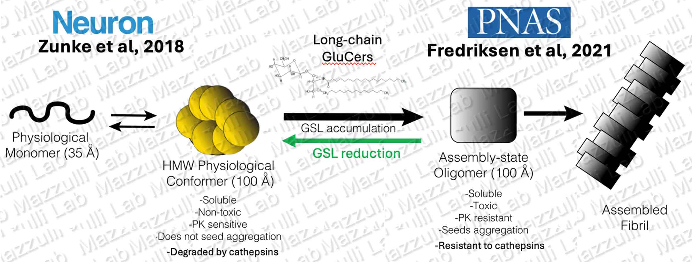 protein-aggregation-copy.jpg