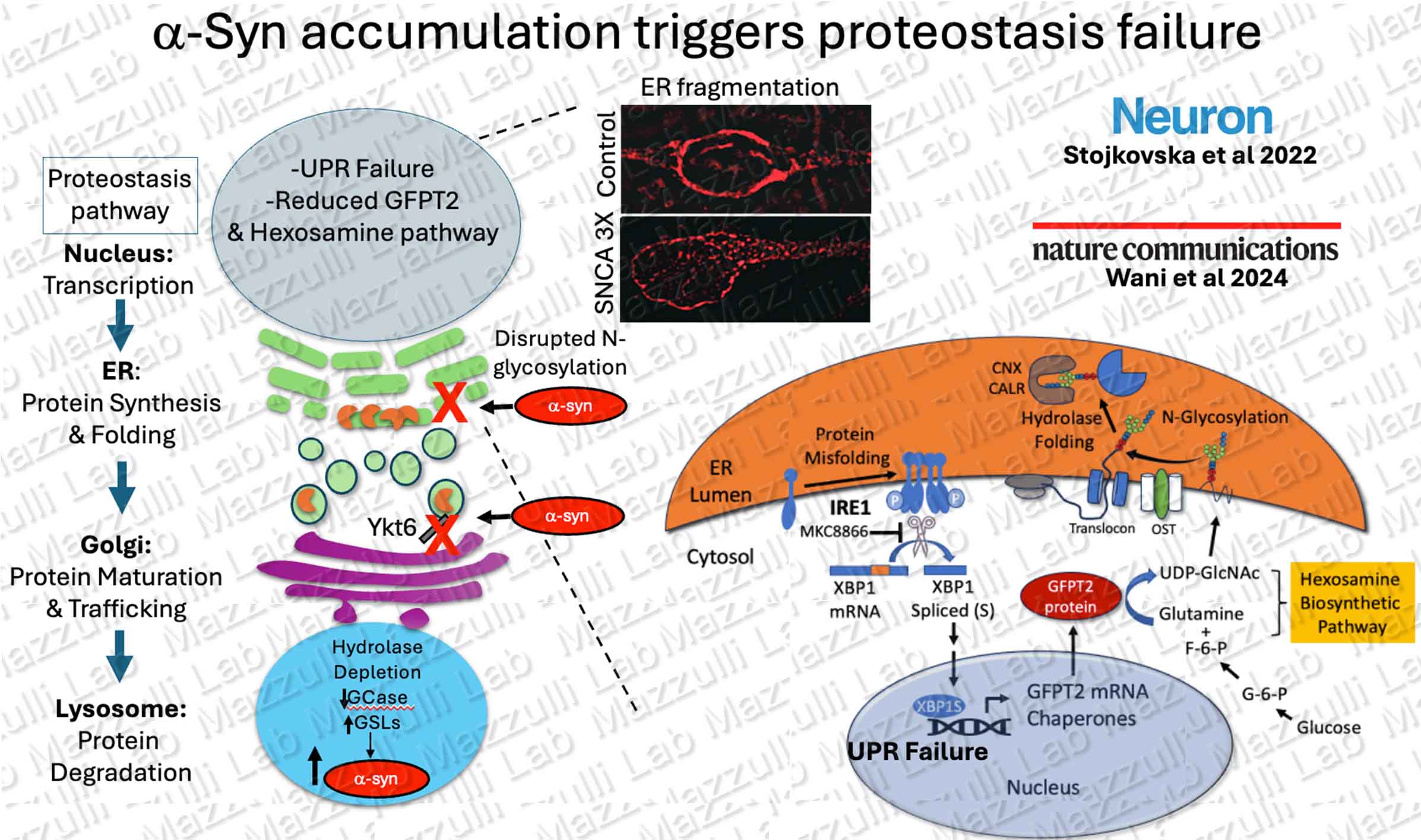 proteostasis-copy.jpg