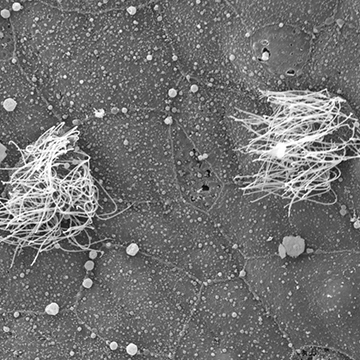  scanning electron microscopy image of Xenopus ciliated epithelia showing two multiciliated cells.