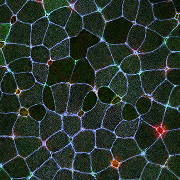 A confocal image of early stage xenopus embryos with cell boundaries labeled with the actin stain phalloidin and multiciliated precursors marked in red beginning radial intercalation.