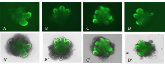 figure4