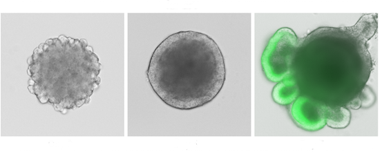 Growing Eyes in the Petri Dish 