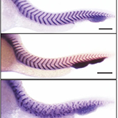 Spine Development: It Takes Gene Pairs to Get it Right