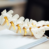 UC Researchers Reengineer Segmentation of the Spine