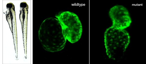 mages of zebrafish embryos comparing wildtype and mutant. Brightfield shows whole larvae; fluorescence highlights brain morphology—normal in wildtype, disrupted in mutant