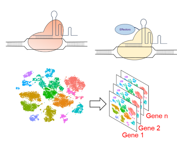 Diagram illustrating a gene regulation and expression workflow. The top left shows a CRISPR complex binding to a DNA strand, and the top right shows a modified CRISPR complex with an effector protein attached. The bottom left features a colorful clustered scatterplot representing single-cell data, and the bottom right shows layers of gene expression maps labeled 'Gene 1,' 'Gene 2,' through 'Gene n,' indicating the analysis of multiple genes across cells