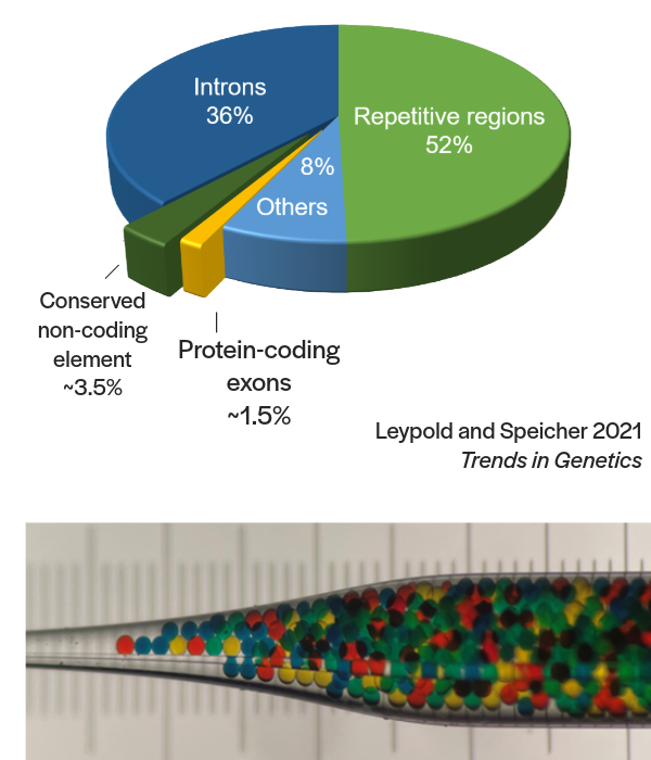 Composite image showing a pie chart and a pipette filled with multicolored beads. The pie chart illustrates the composition of the human genome: 52% repetitive regions, 36% introns, 8% others, and 4% for a small yellow segment. The pipette is filled with small colored beads, symbolizing the complexity and diversity of genetic material.
