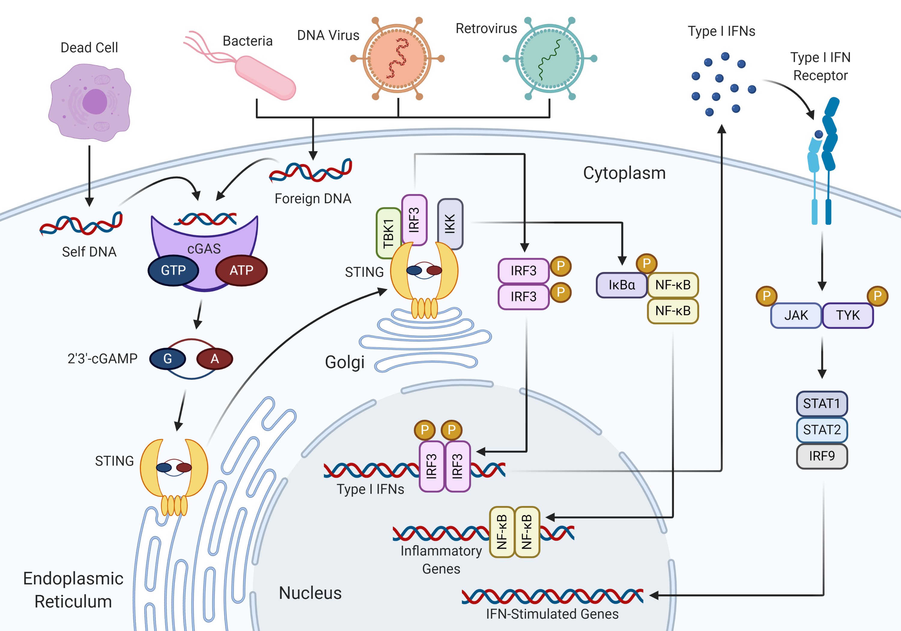 Diagram of DNA sensing and signaling by the cGAS-STING signaling pathway, leading to expression of type I interferons and inflammatory cytokines