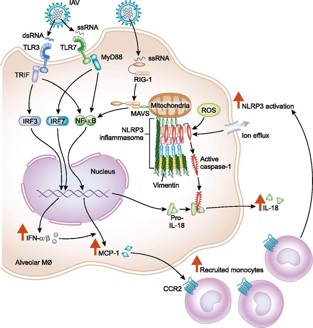 How the juvenile innate immune response to IAV predisposes to IAV-induced lung injury.