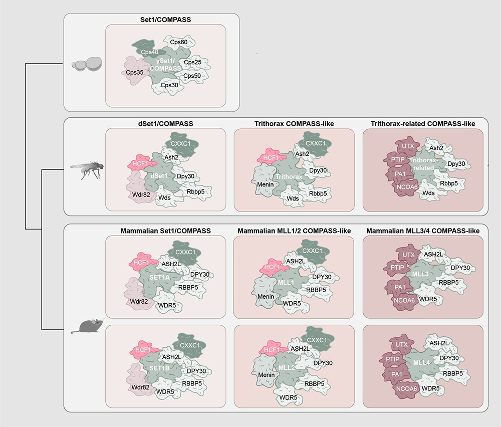 Research Shilatifard Laboratory Feinberg School of Medicine