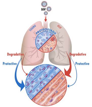 Disordered Proteostasis as a Driver of Disease in the Aging Lung ...