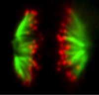 Kinetochore pairs drifting away from each other during anaphase